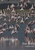 Flamingos