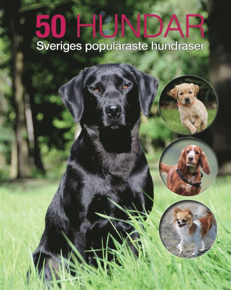 Jan Larsson - 50 hundar : Sveriges populäraste hundraser, E-bok