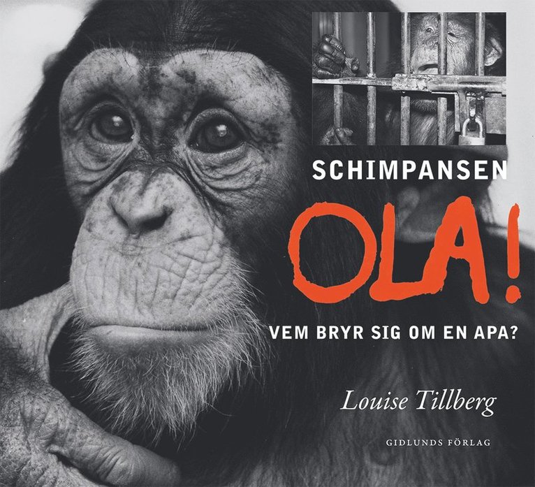 Louise Tillberg - Schimpansen Ola! : vem bryr sig om en apa?, Ljudbok