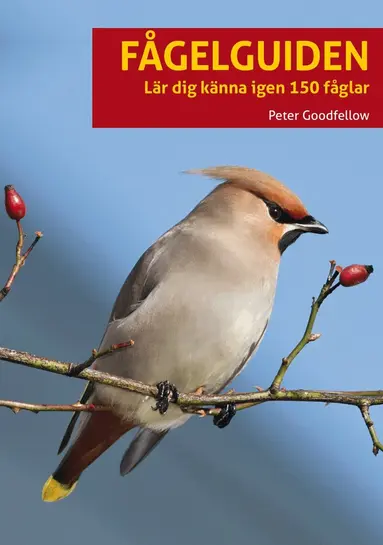 Peter Goodfellow - Fågelguiden : lär dig känna igen 150 fåglar, Häftad