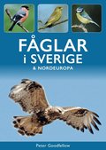 F�glar i Sverige och Nordeuropa