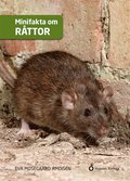 Minifakta om råttor