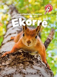 Ekorre