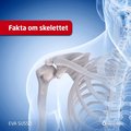 Fakta om skelettet