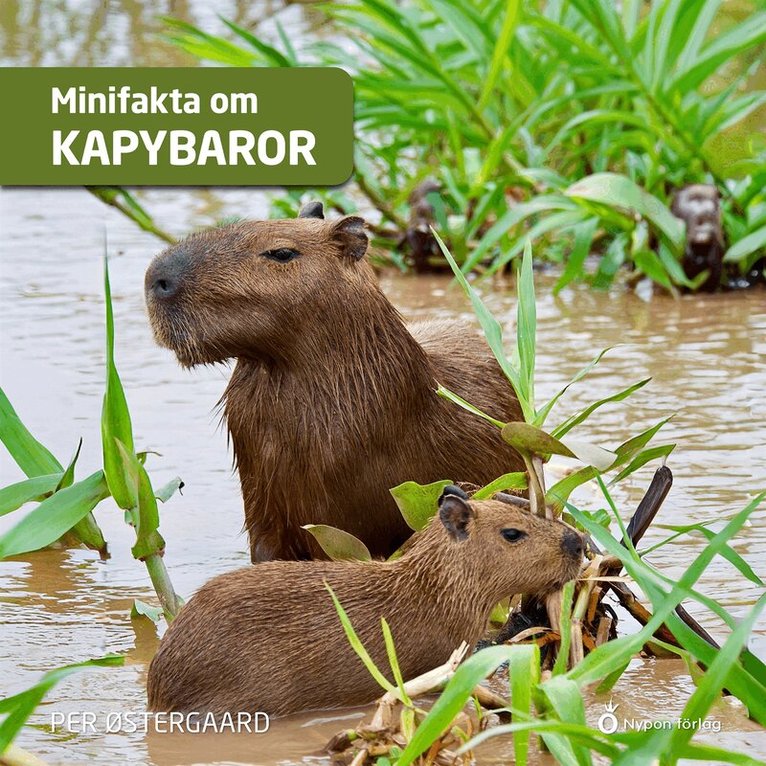 Per Østergaard - Minifakta om kapybaror, Ljudbok
