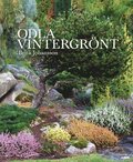 Odla vintergrnt