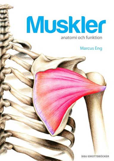 Muskler anatomi och funktion, Häftad