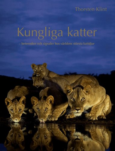 Thorsten Klint - Kungliga katter : beteenden och signaler hos världens största kattdjur, Inbunden