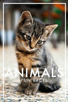 Nicotext Publishing - Animals Fun Facts (Epub3), E-bok