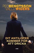 Dit antiloper kommer för att dricka