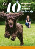 De 10 viktigaste sakerna din hund bör lära sig