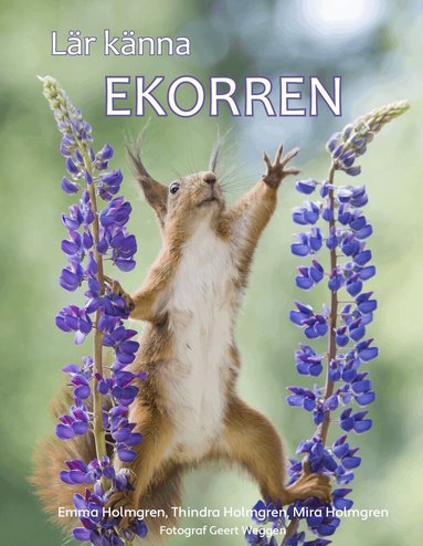 Emma Holmgren, Thindra Holmgren, Mira Holmgren - Lär känna ekorren, Kartonnage