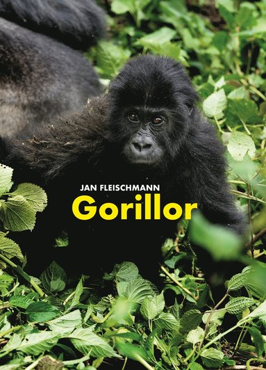 Gorillor: en spännande upptäcktsresa i Kongo