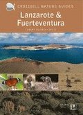 Lanzarote And Fuerteventura