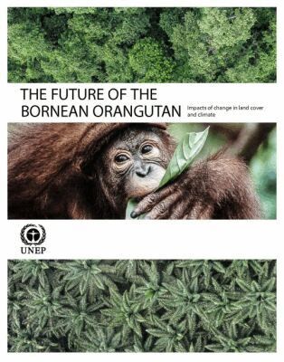 Future of the Bornean Orangutan