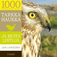 Tarkka haukka ja muita lintuja