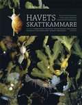 Havets skattkammare : en upptäcktsresa i Finlands marina undervattensnatur