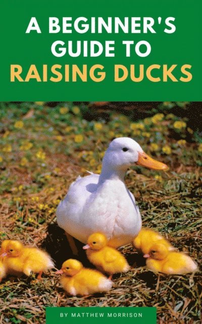 Matthew Morrison - Beginner's Guide To Raising Ducks, E-bok