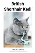 British Shorthair Kedi
