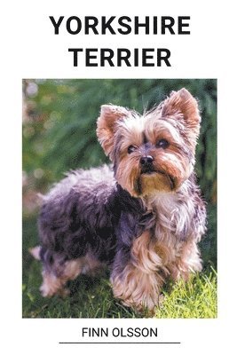 Finn Olsson Yorkshire Terrier