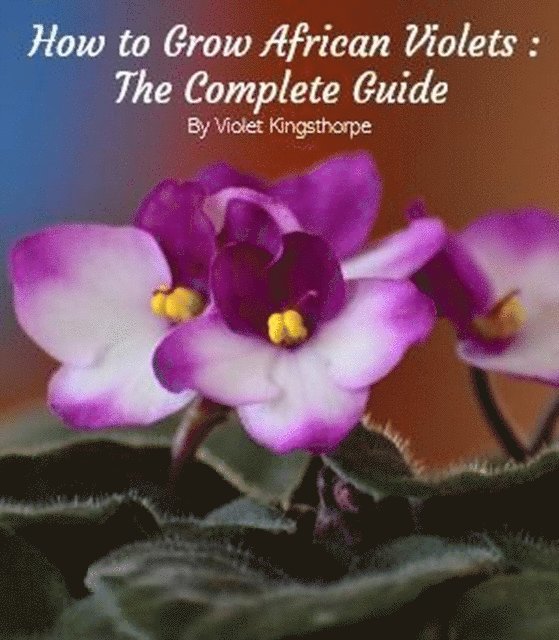 How to Grow African Violets : The Complete Guide