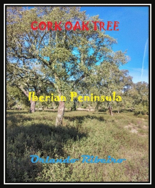 Cork Oak Tree
