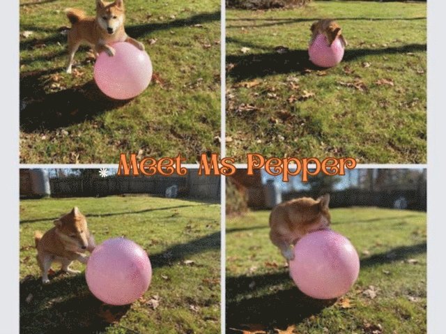 Nicole Murphy, Sunshine - Meet Miss. Pepper, E-bok