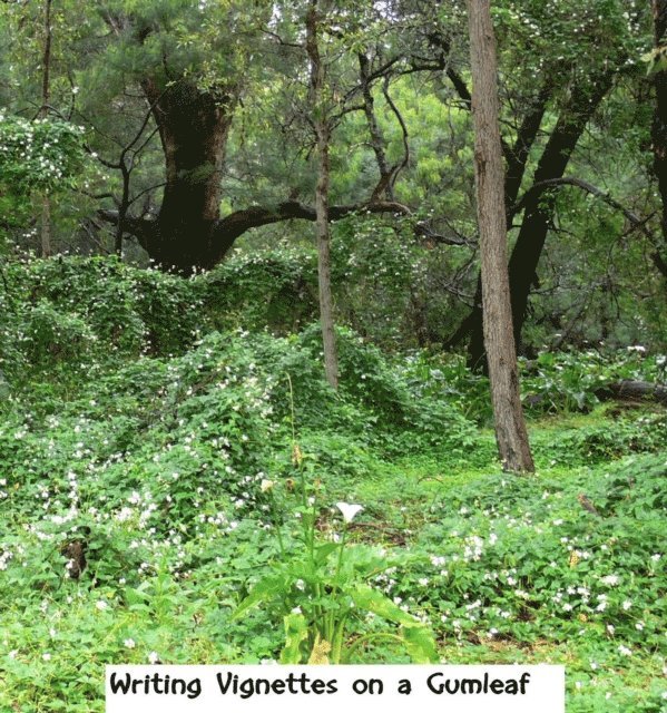 Dianthe Bells - Writing Vignettes on a Gumleaf, E-bok