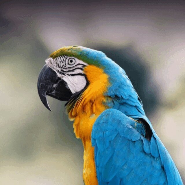 A.K - Macaws - Breeding & Care Guide, E-bok