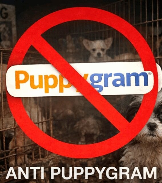 Jonathan Roution - Anti Puppy Gram, E-bok. Tillgänglighet: Lägg i varukorg
