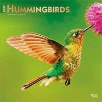 BrownTrout - Hummingbirds 2027 12 X 24 Inch (Hanging) Monthly Square Wall Calendar Foil Stamped Cover Plastic-Free, Övrigt