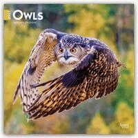 Browntrout - Owls 2027 12 X 24 Inch (Hanging) Monthly Square Wall Calendar Plastic-Free, Övrigt