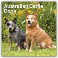 Browntrout - Australian Cattle Dogs 2027 12 X 24 Inch (Hanging) Monthly Square Wall Calendar Plastic-Free, Övrigt