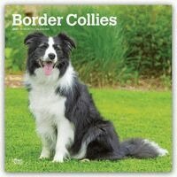 Browntrout - Border Collies 2027 12 X 24 Inch (Hanging) Monthly Square Wall Calendar Plastic-Free, Övrigt