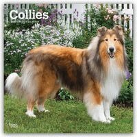 Browntrout - Collies 2027 12 X 24 Inch (Hanging) Monthly Square Wall Calendar Plastic-Free. Tillgänglighet: Lägg i varukorg