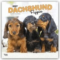 Browntrout - Dachshund Puppies 2027 12 X 24 Inch (Hanging) Monthly Square Wall Calendar Plastic-Free. Tillgänglighet: Lägg i varukorg