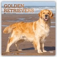 Browntrout - Golden Retrievers 2027 12 X 24 Inch (Hanging) Monthly Square Wall Calendar Foil Stamped Cover Plastic-Free, Övrigt