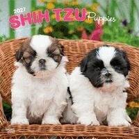 Browntrout - Shih Tzu Puppies 2027 12 X 24 Inch (Hanging) Monthly Square Wall Calendar Plastic-Free, Övrigt