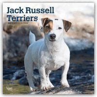 BrownTrout - Jack Russell Terriers 2027 12 X 24 Inch (Hanging) Monthly Square Wall Calendar Plastic-Free, Övrigt
