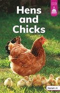 Hens and Chicks