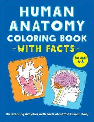 Rockridge Press - Human Anatomy Coloring Book with Facts: 35+ Coloring Activities with Facts about the Human Body, Häftad. Tillgänglighet: Tillfälligt slut