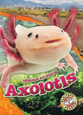 Rachel Grack - Axolotls, Inbunden