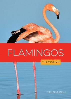Melissa Gish - Flamingos, Inbunden