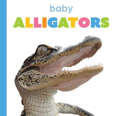 Baby Alligators