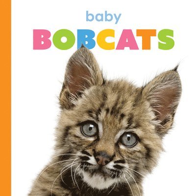 Baby Bobcats
