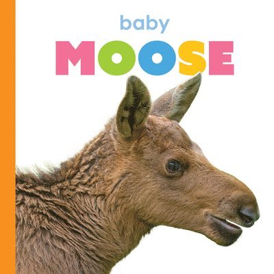 Baby Moose