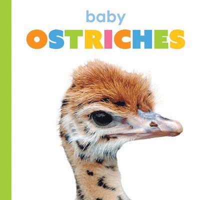 Baby Ostriches