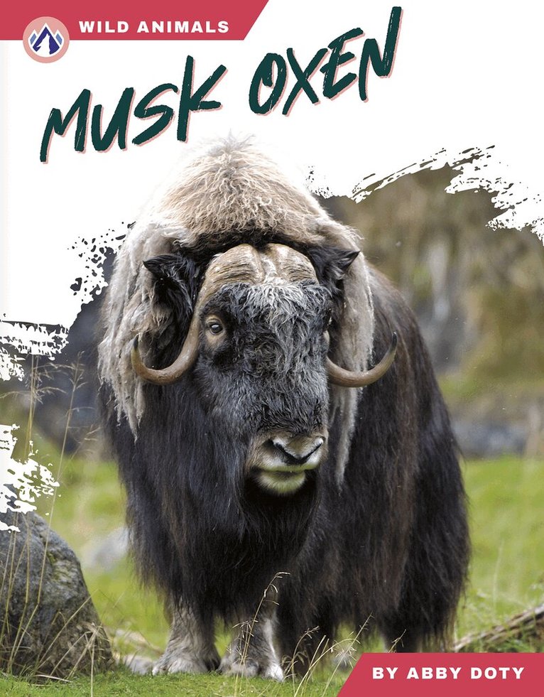 Musk Oxen