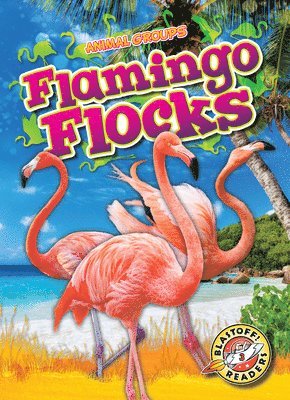 Flamingo Flocks