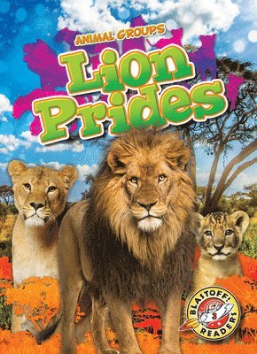 Lion Prides
